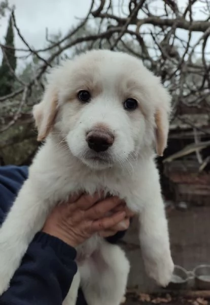 Eros dolce cucciolo 2 mesi taglia grande | Foto 1