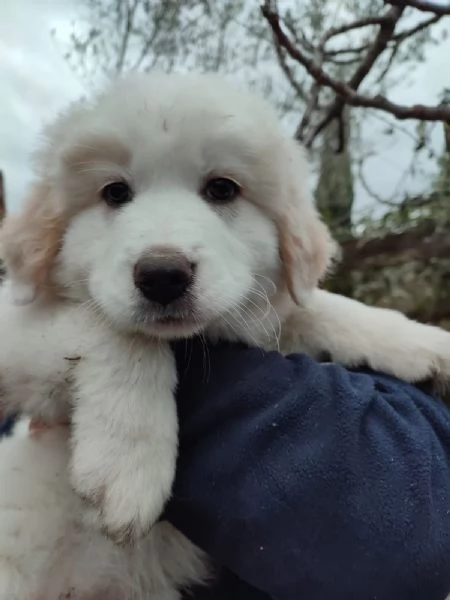 Eros dolce cucciolo 2 mesi taglia grande