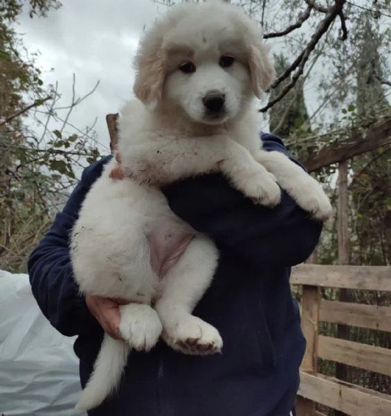 Eros dolce cucciolo 2 mesi taglia grande | Foto 0