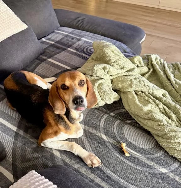 Luna dolcissima simil beagle 4 anni taglia media  | Foto 3