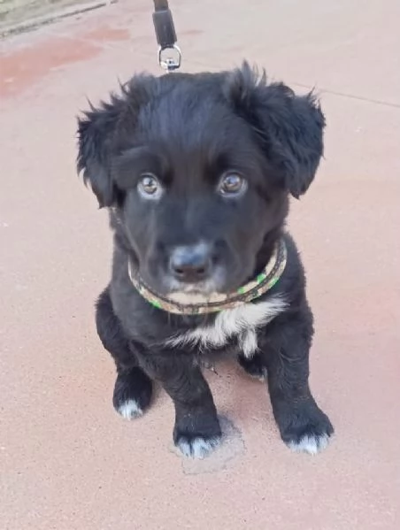 Blu dolcissimo cucciolo nero 2 mesi taglia medio grande 