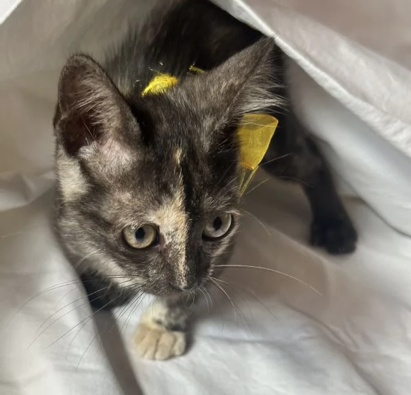 Berrie dolcissima gattina tartarugata 2 mesi | Foto 6