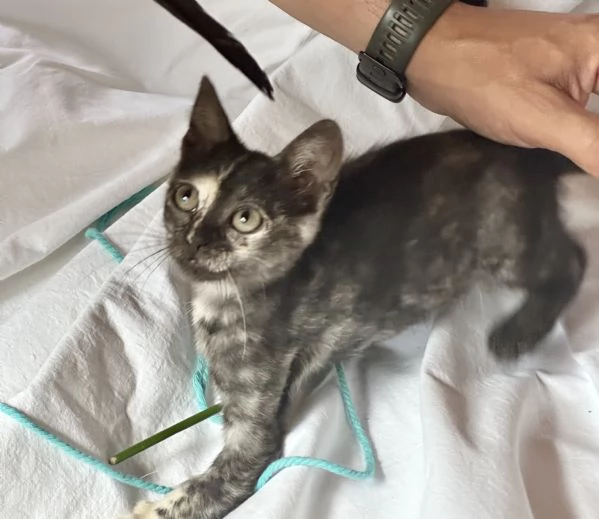 Berrie dolcissima gattina tartarugata 2 mesi | Foto 5