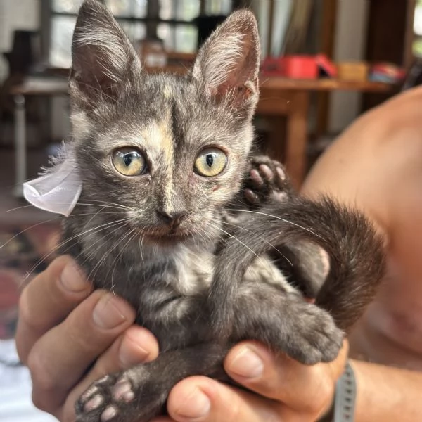 Berrie dolcissima gattina tartarugata 2 mesi