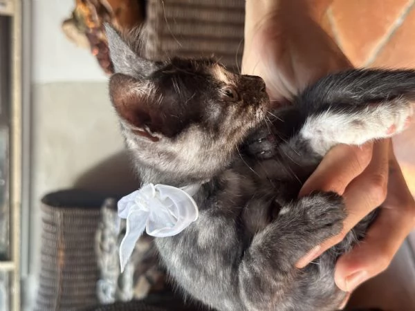 Berrie dolcissima gattina tartarugata 2 mesi | Foto 4