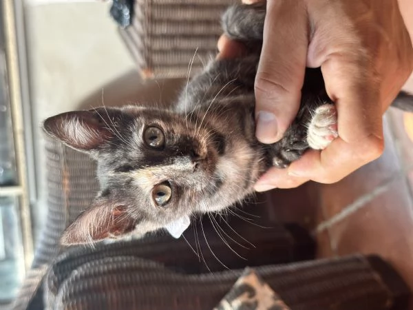 Berrie dolcissima gattina tartarugata 2 mesi | Foto 2
