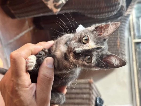 Berrie dolcissima gattina tartarugata 2 mesi | Foto 1