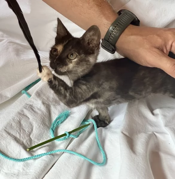 Berrie dolcissima gattina tartarugata 2 mesi | Foto 0