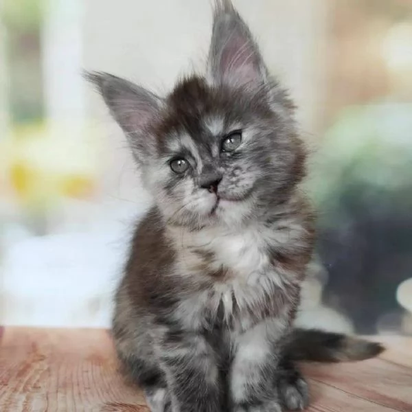Cuccioli Maine Coon maschi e femmine | Foto 0