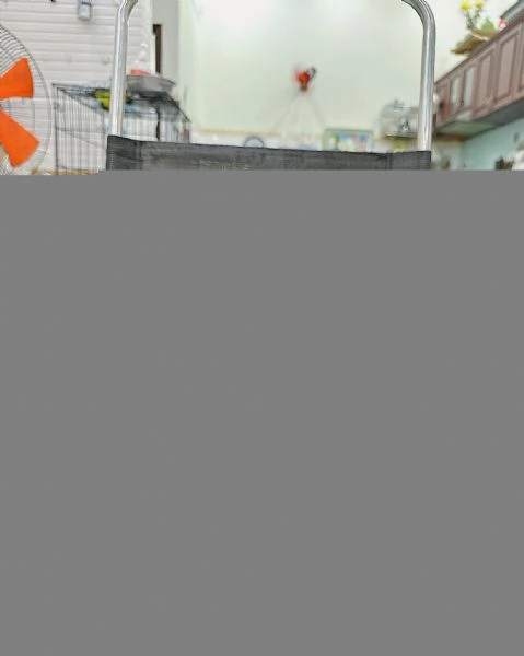 Barboncini toy maschio e femmina