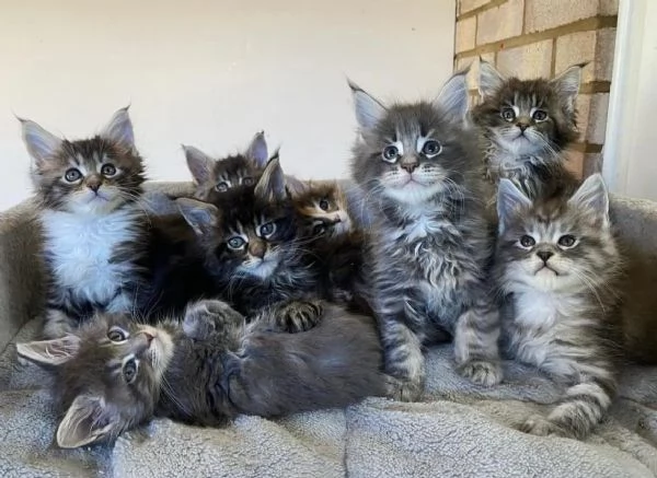 Disponibili gattini Maine Coon
