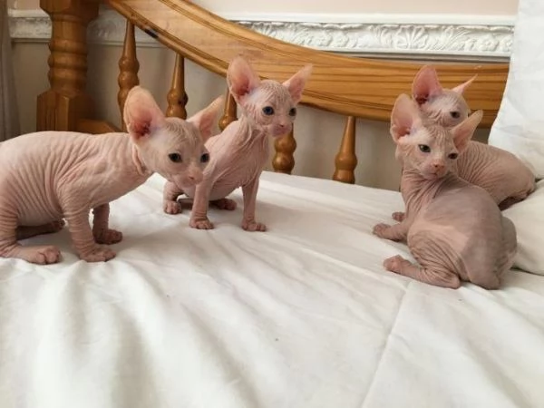 Regala Sphynx gatitos per Natale