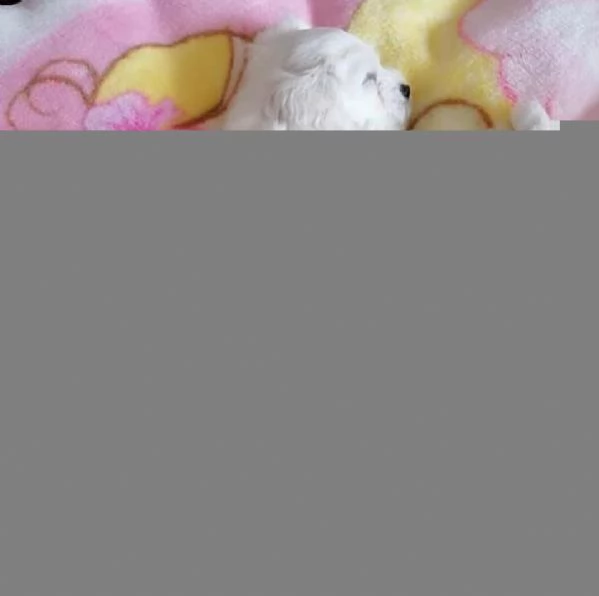 Maltese toy cuccioli | Foto 3