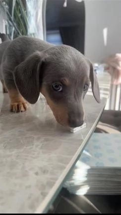 regala cuccioli di bassotto maschi e femmine