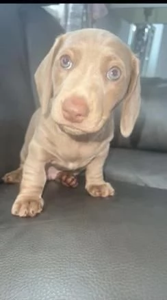 regala cuccioli di bassotto maschi e femmine | Foto 2