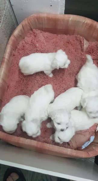 regalo cuccioli di Maltese maschi e femmine