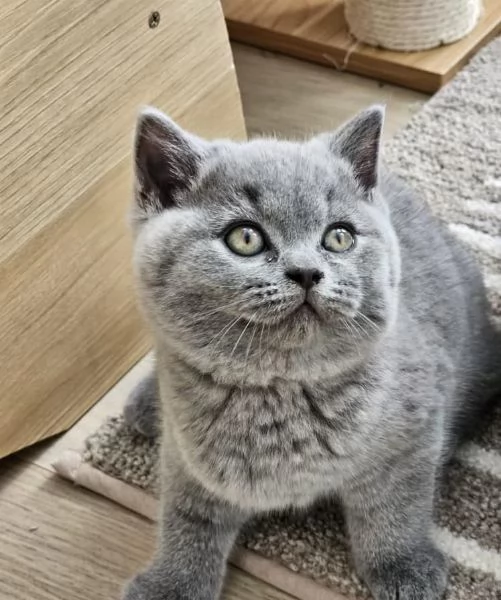 Gattini British Shorthair dolcissimi
