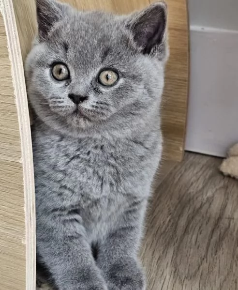 Gattini British Shorthair dolcissimi | Foto 0