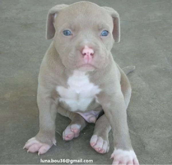 Regalo Cuccioli pitbull