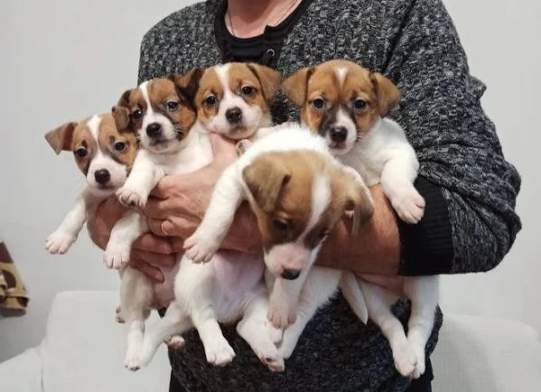 cuccioli di Jack Russel