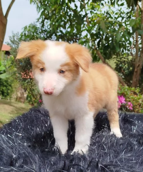 Regala dei cuccioli di Border Collie