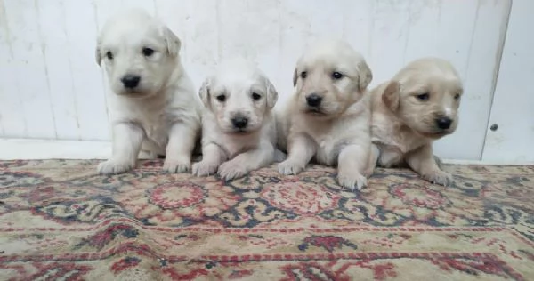 regala cuccioli di Golden Retriever maschi e femmine | Foto 2