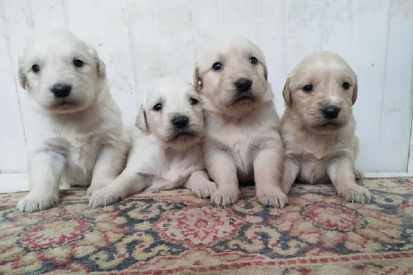 regala cuccioli di Golden Retriever maschi e femmine | Foto 1
