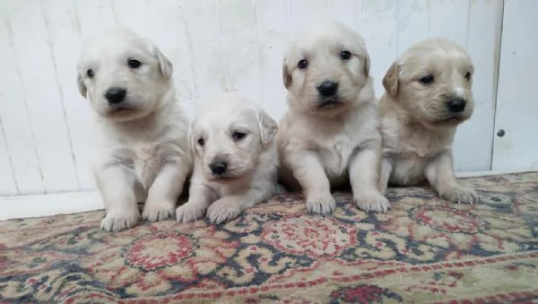 regala cuccioli di Golden Retriever maschi e femmine | Foto 0
