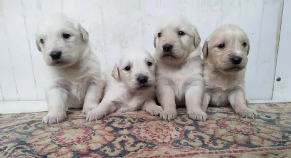 regala cuccioli di Golden Retriever maschi e femmine
