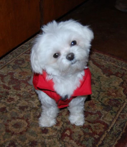 pura razza cuccioli di micro maltese per adozione