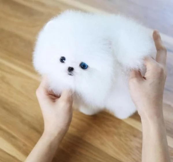 regalo Volpino Pomerania cuccioli