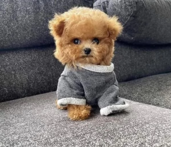 Regalo cuccioli di barboncino