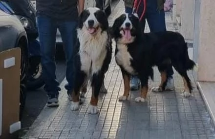 Cuccioli Bovaro del Bernese | Foto 6