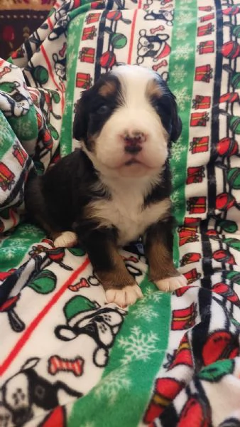 Cuccioli Bovaro del Bernese | Foto 5