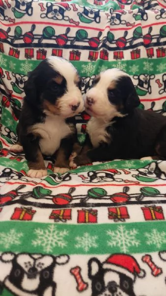 Cuccioli Bovaro del Bernese | Foto 3