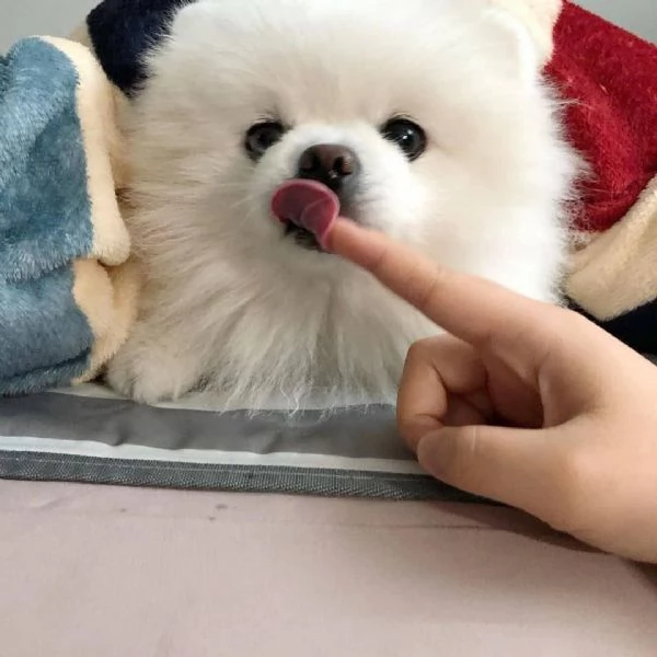 bellissimo cucciolo di pomerania | Foto 1