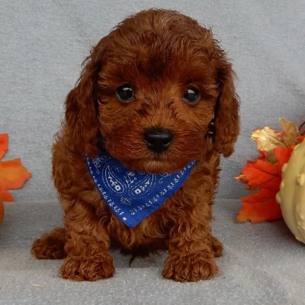 Regalo Barboncino  | Foto 0