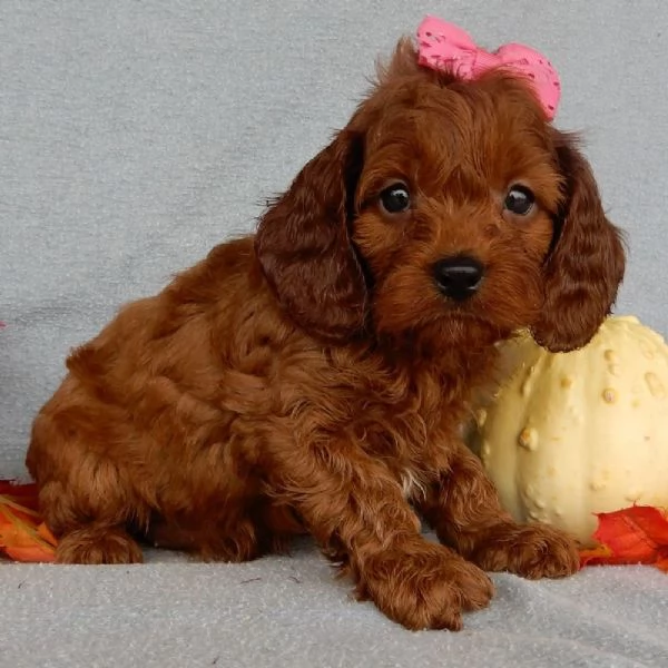 Regalo Barboncino $ | Foto 0