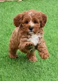 regalo adorabili cuccioli cavoodle in adozione | Foto 0