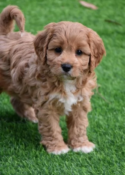 regalo adorabili cuccioli cavoodle in adozione