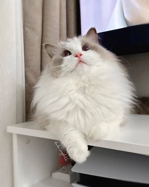 Gattino Ragdoll disponibile.