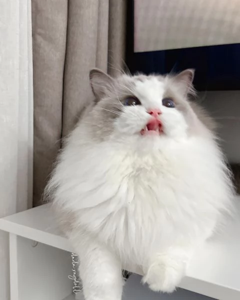 gattino ragdoll disponibile