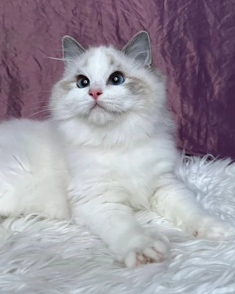 gattino ragdoll disponibile