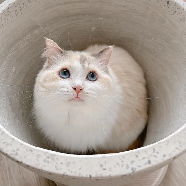 gattino ragdoll disponibile.