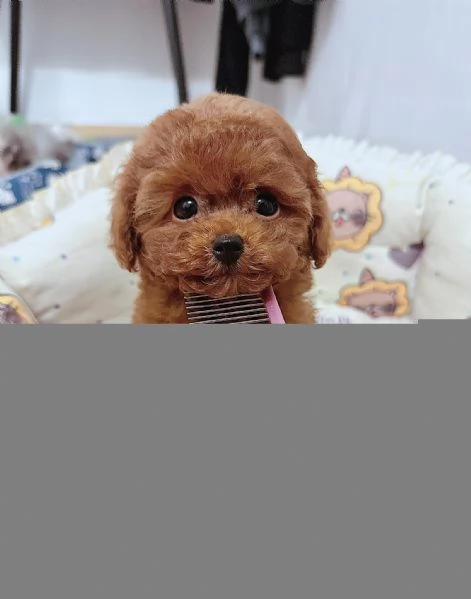 Cucciolate di barboncino toy! | Foto 0