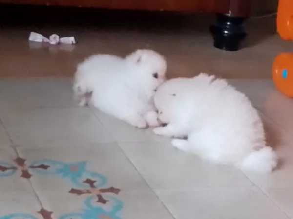 Cuccioli di pomenaria con pedigree  | Foto 2