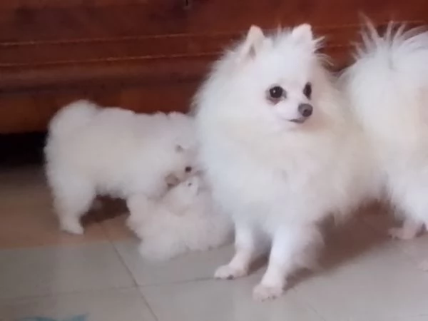 Cuccioli di pomenaria con pedigree  | Foto 1