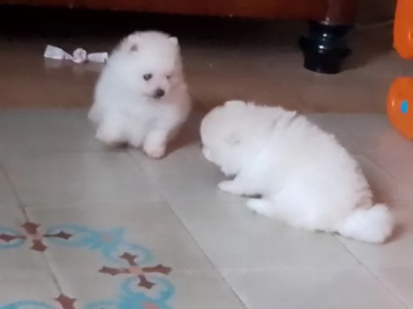 Cuccioli di pomenaria con pedigree 