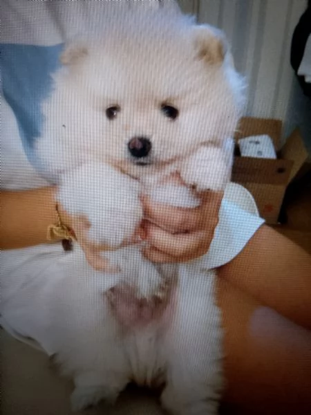 Cuccioli di pomenaria con pedigree  | Foto 0