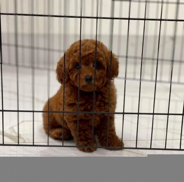 Barboncini toy in cerca d'amore | Foto 0